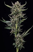 Notorious THC Feminised Seeds