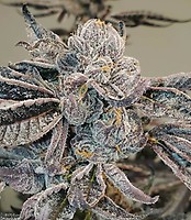 Runtz FAST Feminized Seeds - BULK