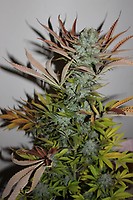 Gelato FAST Feminized Seeds - BULK