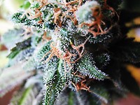 Blueberry Feminized Seeds - Bulk