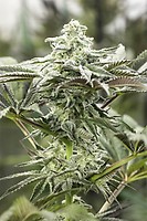 Lemon Citron Feminised Seeds