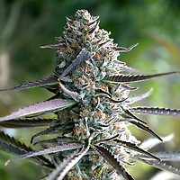 Runtz Fast Feminized Seeds
