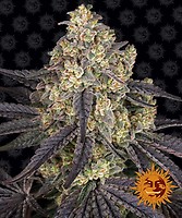 Kush Mintz Feminized Seeds