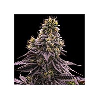 Zombie Bride Feminised Seeds