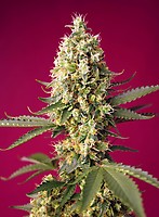 Skywalker OG Runtz XL Auto Feminised Seeds