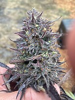Cotton GMO Auto Feminized Seeds