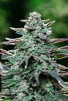 King Kong Fast Feminised Seeds