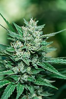 Papa Smurf Fast Feminised Seeds