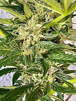 Zkittlez Feminized Seeds - BULK