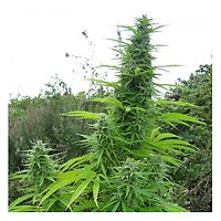 Do-Si-Dos Auto Feminized Seeds - BULK