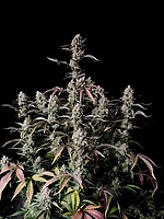 Gorilla Zkittlez Auto Feminised Seeds