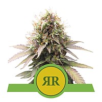Royal Runtz Auto Feminised Seeds