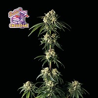 Bubba Cheesecake Feminized Seeds