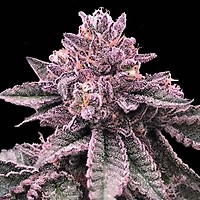 DNA Cake Feminised Seeds