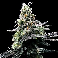Purple Kosher Feminized Seeds
