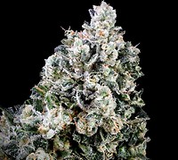 Papaya Bomb x Cotton Candy Fast Feminized Seeds