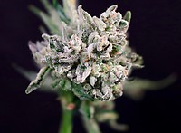 Papaya Bomb x GMO Cookies Fast Feminized Seeds