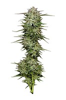 Pound Town Auto Feminised Seeds