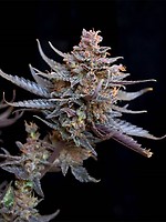 Flo Regular Seeds - 6
