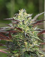 GS Cookies Feminised Seeds