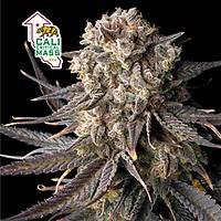 Cali Critical Mass Feminized Seeds