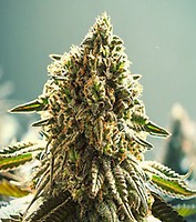 Apple Fritter Auto Feminized Seeds - BULK x 100