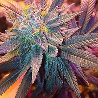 Candyland Auto Feminized Seeds - BULK x 100
