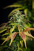 Durban Poison Auto Feminized Seeds - BULK x 100