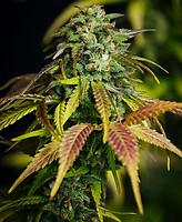 Durban Poison Auto Feminized Seeds - BULK x 100