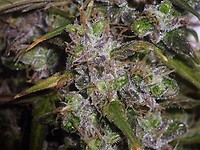 Garlic Breath Auto Feminized Seeds - BULK x 100
