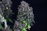 Grandaddy Purple Auto Feminized Seeds - BULK x 100