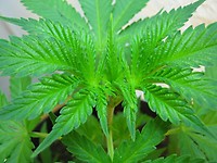 Skywalker Auto Feminized Seeds - BULK x 100