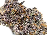 Sunset Sherbet Auto Feminized Seeds - BULK x 100