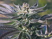 Wedding Cake FAST Feminized Seeds - BULK x 100