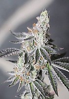Animal Mints Feminized Seeds - BULK x 100