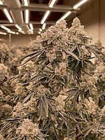 Apple Fritter Feminized Seeds - BULK x 100