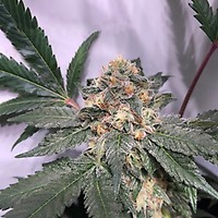 Biscotti Feminized Seeds - BULK x 100