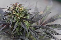Black Runtz Feminized Seeds - BULK x 100
