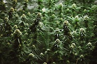 Garlic Breath Feminized Seeds - BULK x 100