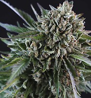 Grease Monkey Feminized Seeds - BULK x 100