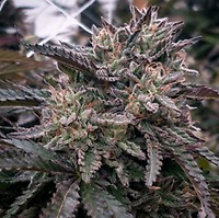 Lava Cake Feminized Seeds - BULK x 100