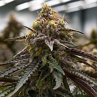 MAC 1 Feminized Seeds - BULK x 100
