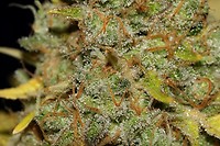 Obama Kush Feminized Seeds - BULK x 100