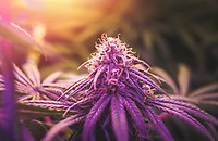 Pink Runtz Feminized Seeds - BULK x 100