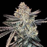 Zookies Feminized Seeds - BULK x 100