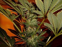 Zookies Feminised Seeds - BULK x 100