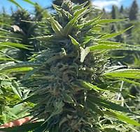 Wedding Cake Auto Feminized Seeds - 5