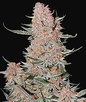 Ztrawberriez Auto Feminised Seeds
