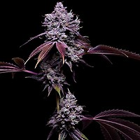 78 Tenzin #4 Regular Seeds - 11
