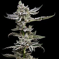 Platinum Affie 78 Regular Seeds - 11